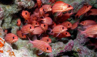 Benthic Studies