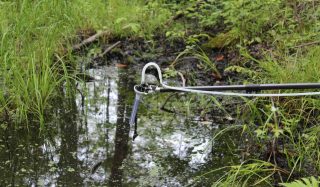 Western Chorus Frog eDNA Assessment