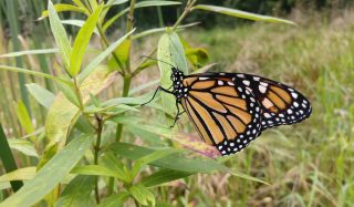 Nationwide CCAA for the Monarch Butterfly