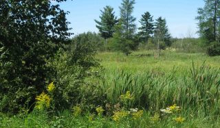 Superior Coastal Plain Boreal Forest Restoration