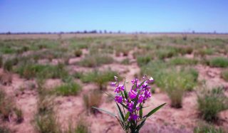 Carbon Sequestration Potential in Western Australia