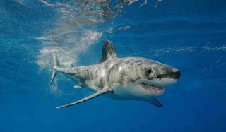 Shark Control Program