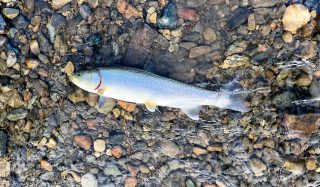 Philip Lake Bull Trout Survey