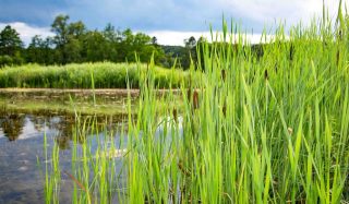 Sam’s Mill Fish Pass and Wetland
