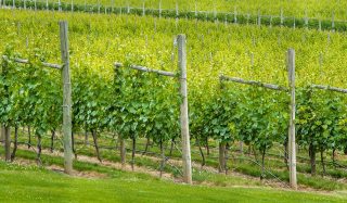 CRD Agricultural Economic and Financial Water Rate Analysis