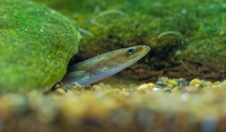 Wormingford Pumping Station Eel-friendly Screen Upgrades