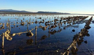 Stantec completes Phase II of Study Supporting Revitalization of Western Washington Shellfish Industry