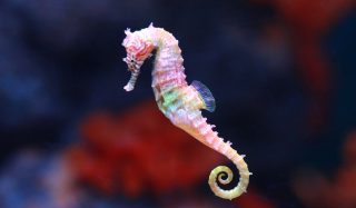 White’s Seahorse Hotels