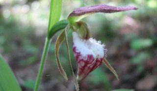 The Ridges Sanctuary Restoration